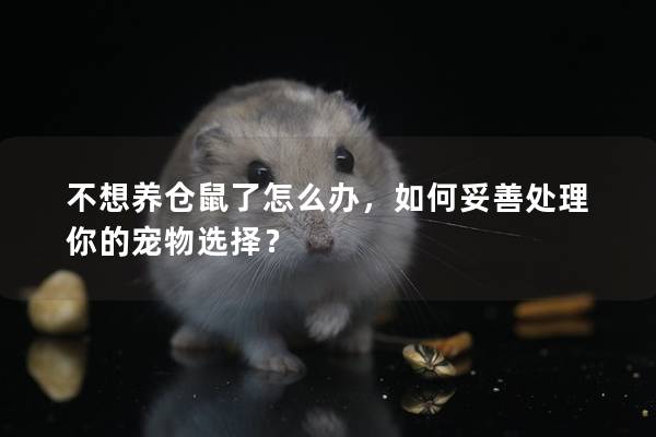 不想养仓鼠了怎么办，如何妥善处理你的宠物选择？