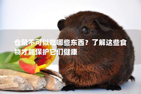 仓鼠不可以吃哪些东西？了解这些食物才能保护它们健康