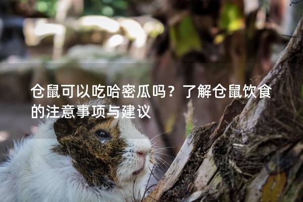仓鼠可以吃哈密瓜吗？了解仓鼠饮食的注意事项与建议