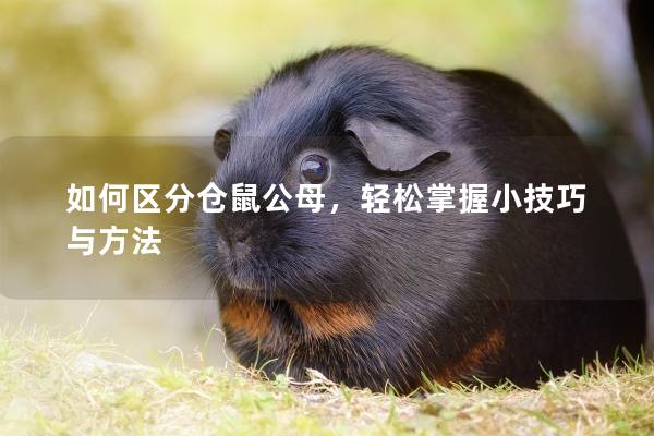 如何区分仓鼠公母，轻松掌握小技巧与方法