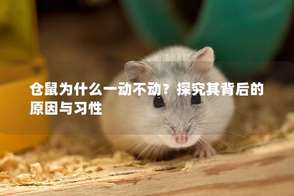 仓鼠为什么一动不动？探究其背后的原因与习性