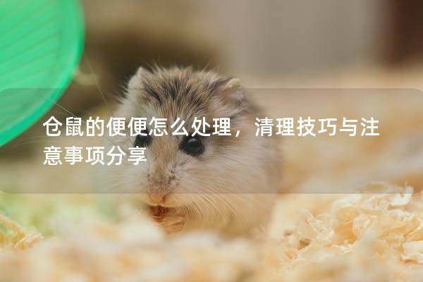 仓鼠的便便怎么处理，清理技巧与注意事项分享