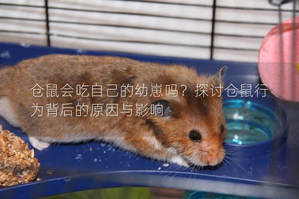 仓鼠会吃自己的幼崽吗？探讨仓鼠行为背后的原因与影响