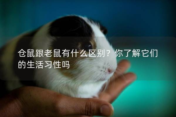 仓鼠跟老鼠有什么区别？你了解它们的生活习性吗