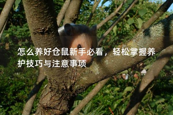 怎么养好仓鼠新手必看，轻松掌握养护技巧与注意事项