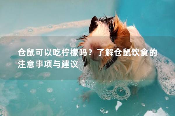 仓鼠可以吃柠檬吗？了解仓鼠饮食的注意事项与建议