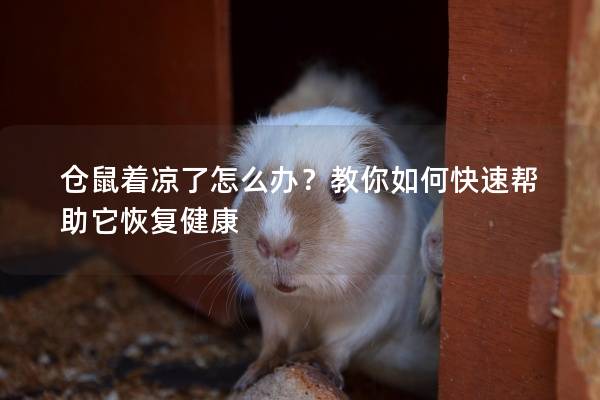 仓鼠着凉了怎么办？教你如何快速帮助它恢复健康