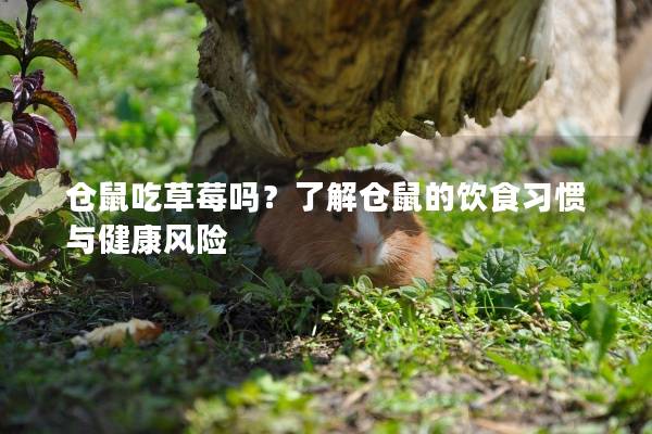 仓鼠吃草莓吗？了解仓鼠的饮食习惯与健康风险