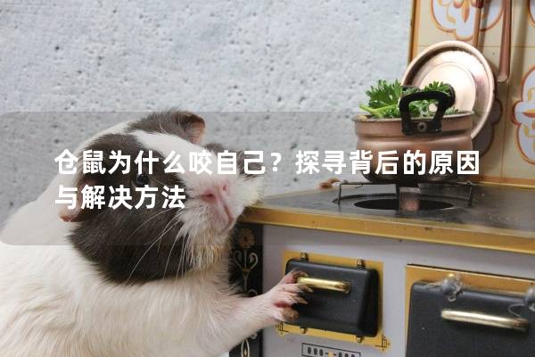 仓鼠为什么咬自己？探寻背后的原因与解决方法