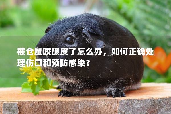 被仓鼠咬破皮了怎么办，如何正确处理伤口和预防感染？