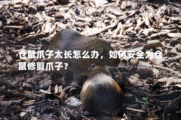 仓鼠爪子太长怎么办，如何安全为仓鼠修剪爪子？