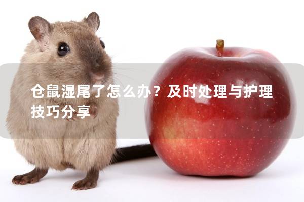 仓鼠湿尾了怎么办？及时处理与护理技巧分享