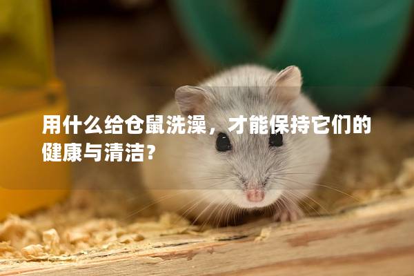 用什么给仓鼠洗澡，才能保持它们的健康与清洁？