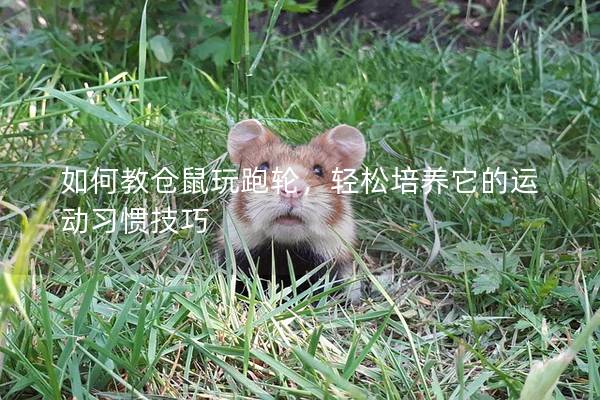 如何教仓鼠玩跑轮，轻松培养它的运动习惯技巧