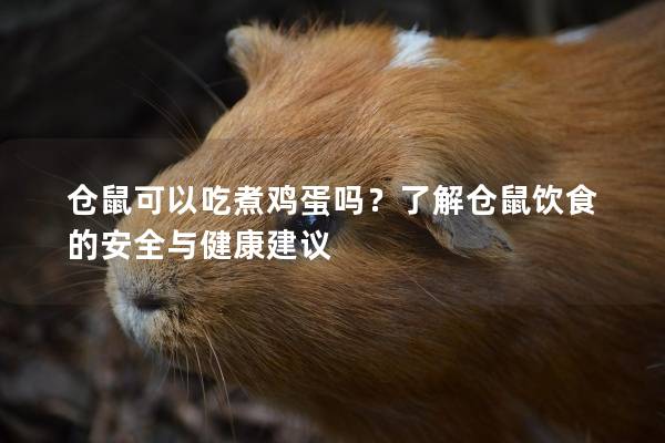 仓鼠可以吃煮鸡蛋吗？了解仓鼠饮食的安全与健康建议