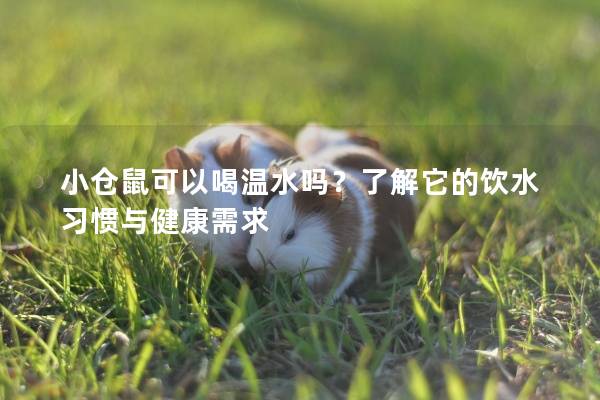 小仓鼠可以喝温水吗？了解它的饮水习惯与健康需求