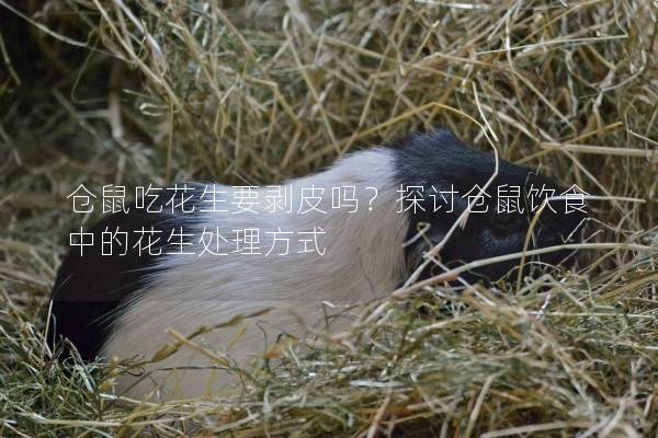 仓鼠吃花生要剥皮吗？探讨仓鼠饮食中的花生处理方式