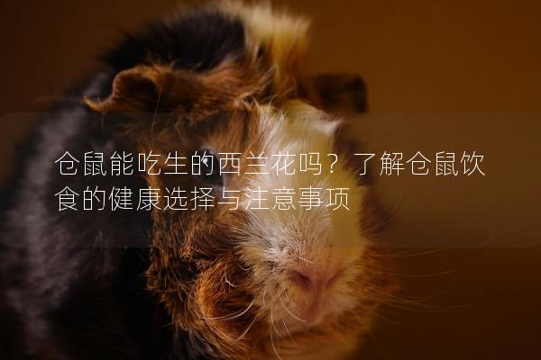 仓鼠能吃生的西兰花吗？了解仓鼠饮食的健康选择与注意事项
