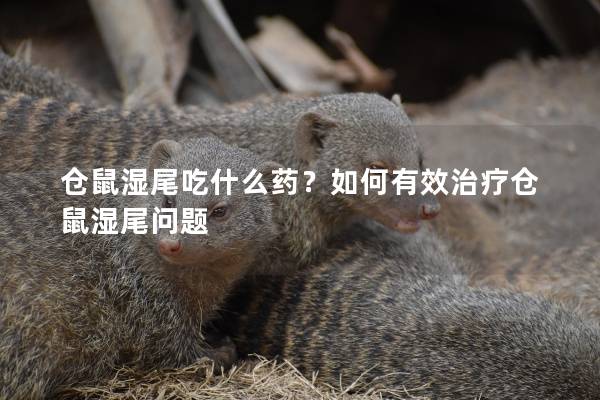 仓鼠湿尾吃什么药？如何有效治疗仓鼠湿尾问题