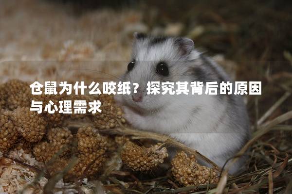 仓鼠为什么咬纸？探究其背后的原因与心理需求