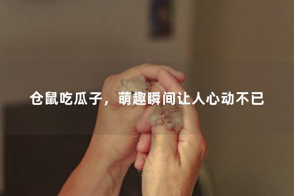 仓鼠吃瓜子，萌趣瞬间让人心动不已