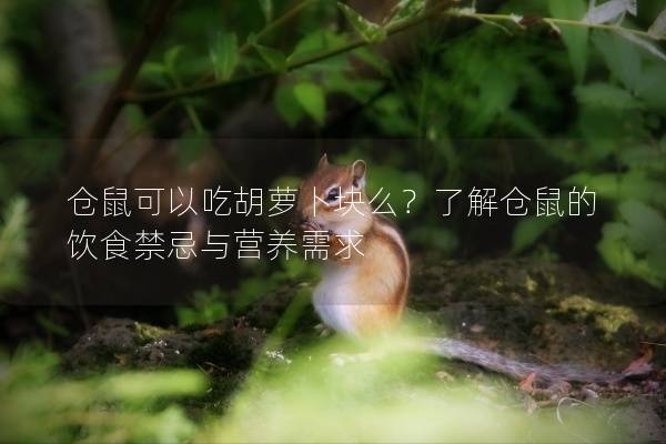 仓鼠可以吃胡萝卜块么？了解仓鼠的饮食禁忌与营养需求