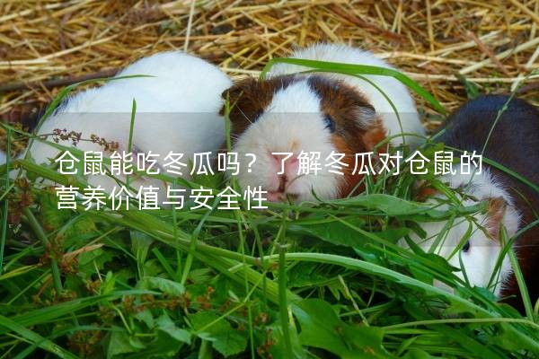 仓鼠能吃冬瓜吗？了解冬瓜对仓鼠的营养价值与安全性
