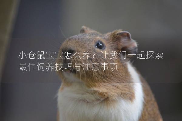 小仓鼠宝宝怎么养？让我们一起探索最佳饲养技巧与注意事项