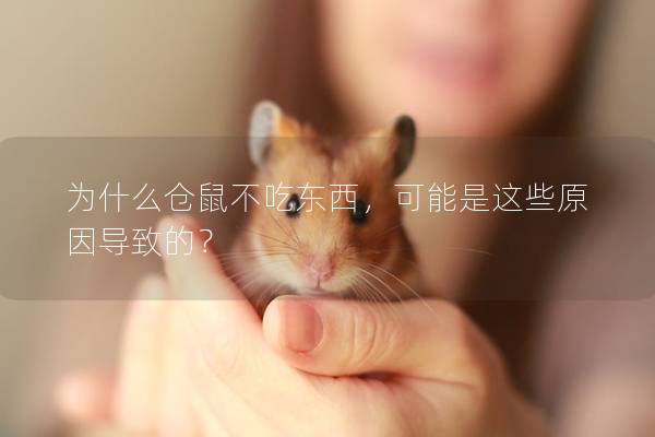 为什么仓鼠不吃东西，可能是这些原因导致的？