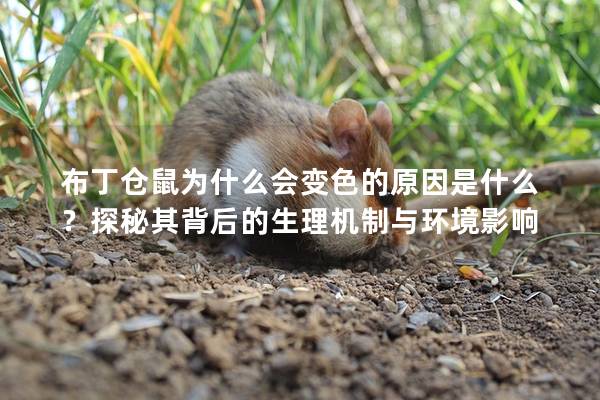 布丁仓鼠为什么会变色的原因是什么？探秘其背后的生理机制与环境影响