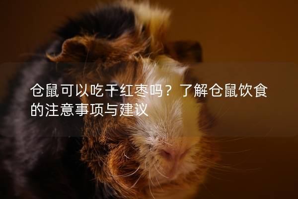 仓鼠可以吃干红枣吗？了解仓鼠饮食的注意事项与建议