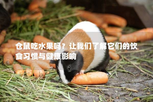 仓鼠吃水果吗？让我们了解它们的饮食习惯与健康影响