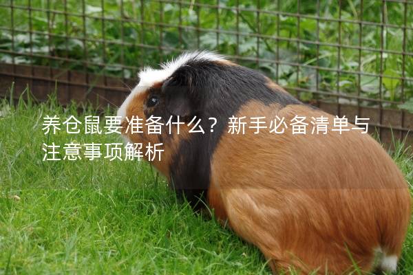 养仓鼠要准备什么？新手必备清单与注意事项解析