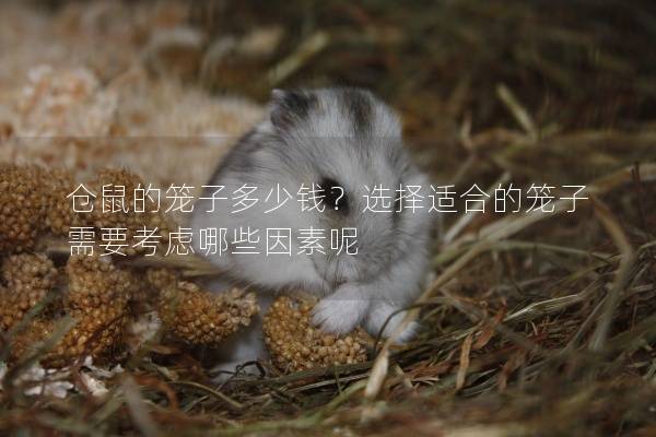 仓鼠的笼子多少钱？选择适合的笼子需要考虑哪些因素呢