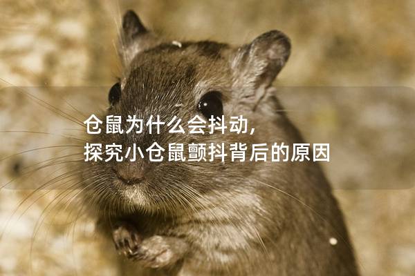 仓鼠为什么会抖动, 探究小仓鼠颤抖背后的原因