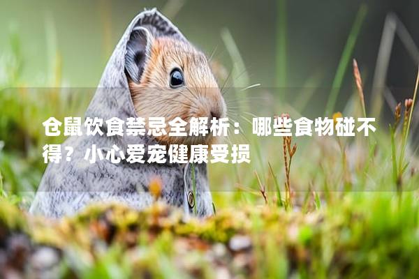 仓鼠饮食禁忌全解析：哪些食物碰不得？小心爱宠健康受损