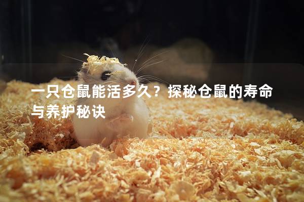 一只仓鼠能活多久？探秘仓鼠的寿命与养护秘诀