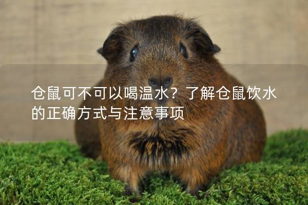 仓鼠可不可以喝温水？了解仓鼠饮水的正确方式与注意事项