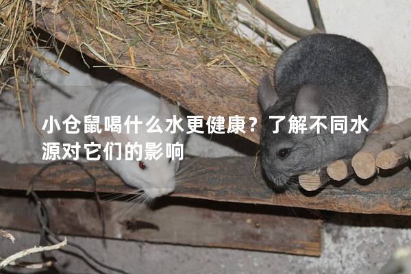 小仓鼠喝什么水更健康？了解不同水源对它们的影响