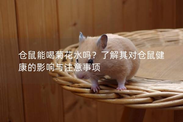 仓鼠能喝菊花水吗？了解其对仓鼠健康的影响与注意事项