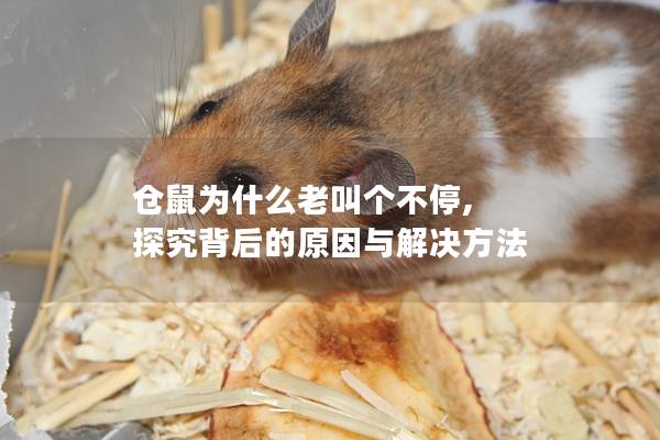 仓鼠为什么老叫个不停, 探究背后的原因与解决方法