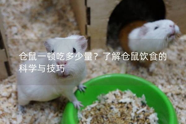 仓鼠一顿吃多少量？了解仓鼠饮食的科学与技巧