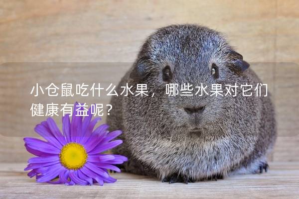 小仓鼠吃什么水果，哪些水果对它们健康有益呢？