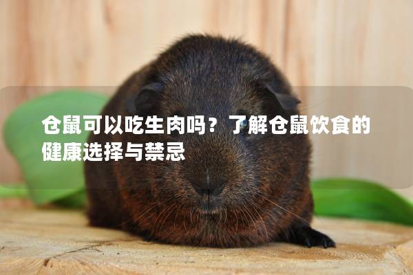 仓鼠可以吃生肉吗？了解仓鼠饮食的健康选择与禁忌