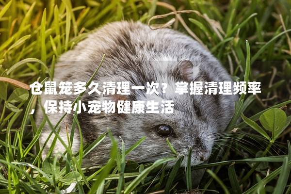 仓鼠笼多久清理一次？掌握清理频率，保持小宠物健康生活