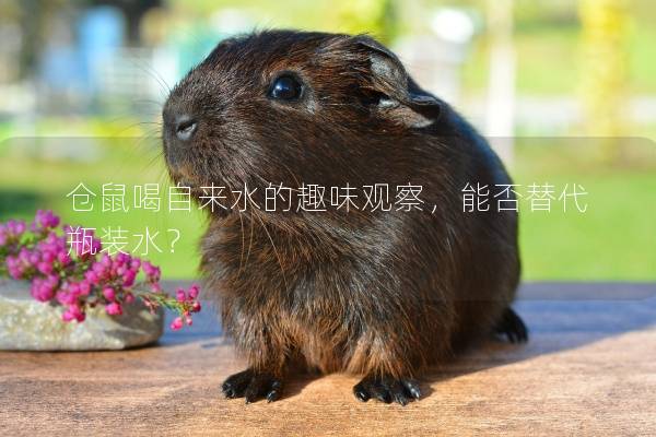 仓鼠喝自来水的趣味观察，能否替代瓶装水？