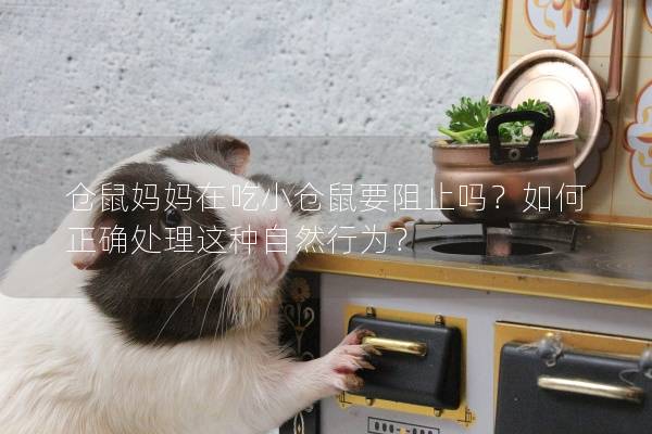 仓鼠妈妈在吃小仓鼠要阻止吗？如何正确处理这种自然行为？