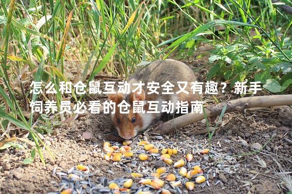 怎么和仓鼠互动才安全又有趣？新手饲养员必看的仓鼠互动指南