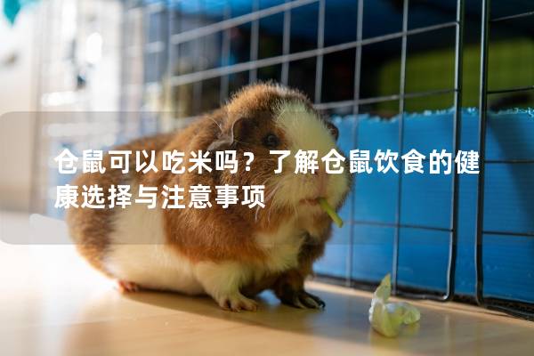 仓鼠可以吃米吗？了解仓鼠饮食的健康选择与注意事项