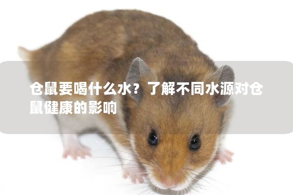 仓鼠要喝什么水？了解不同水源对仓鼠健康的影响